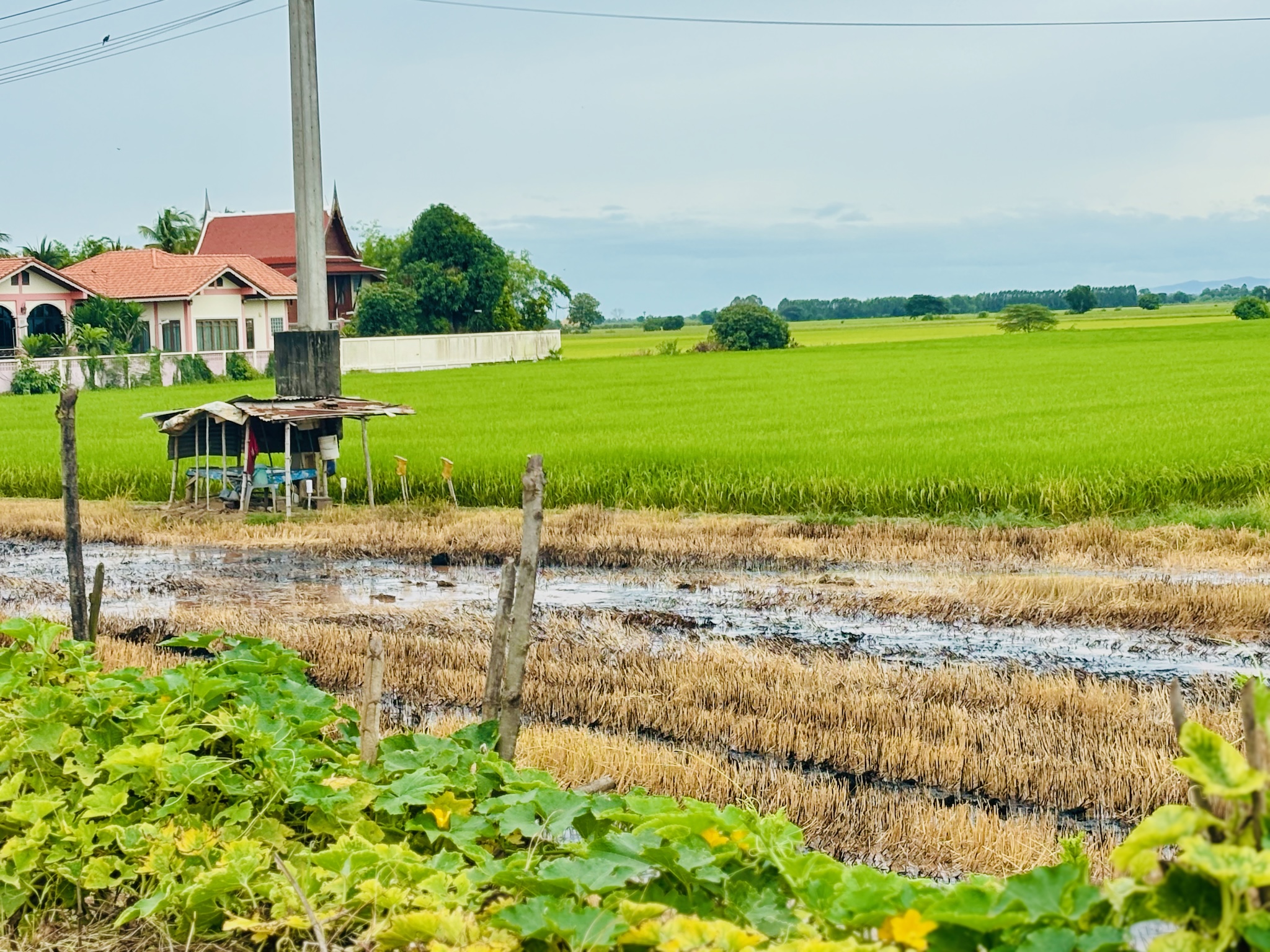 Bright green rice paddies with a field shelter and pumpkin vines in the foreground