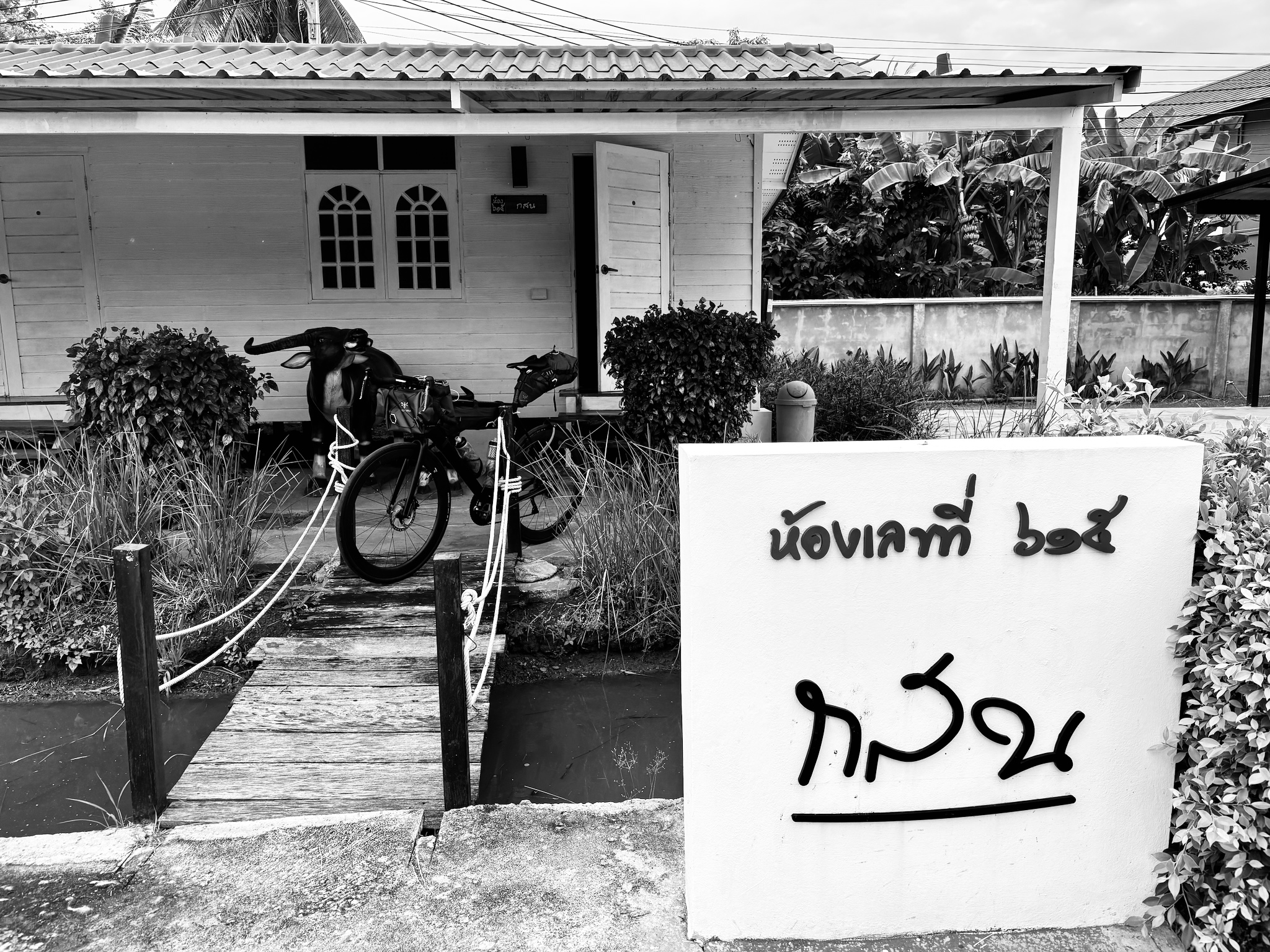 A black-and-white guesthouse in the paddy fields with a water-buffalo statue and Thai sign