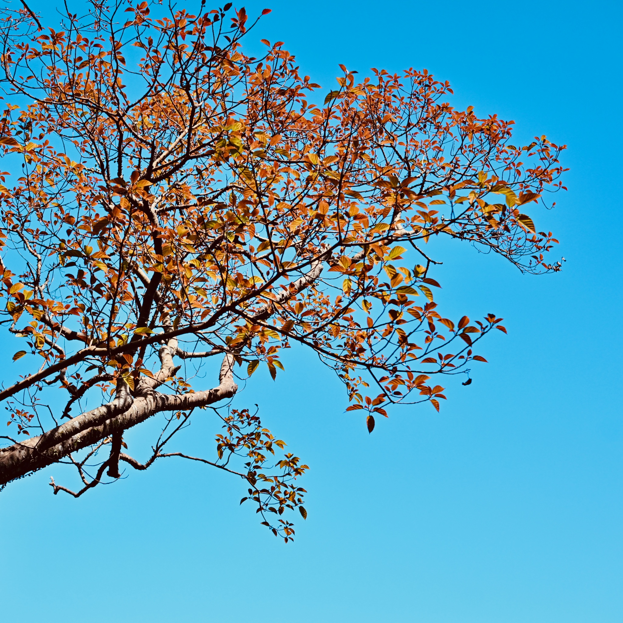 Autumn leaves against a blue sky