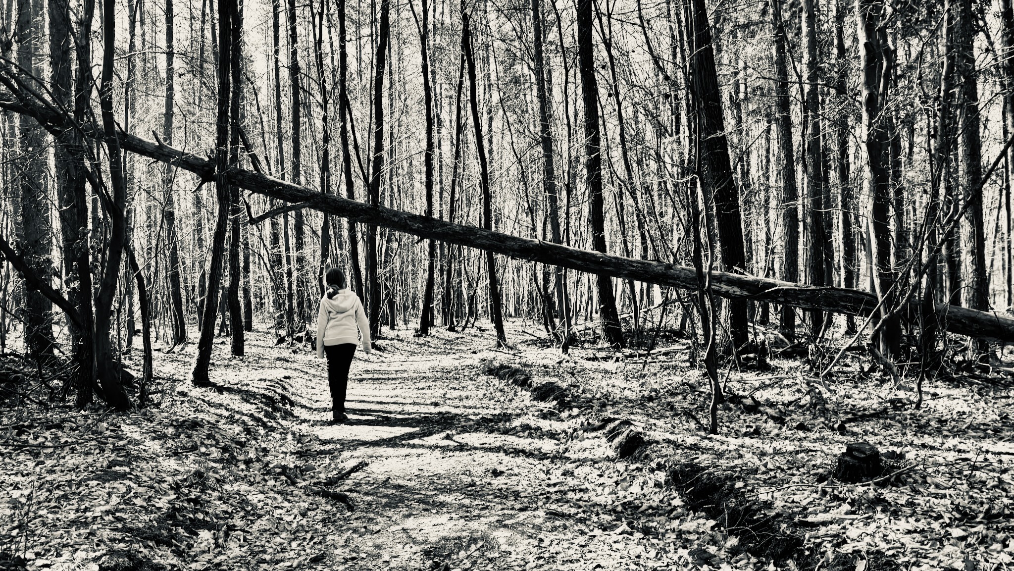 Under the fallen tree, Znojmo, Czechia · Apr 26