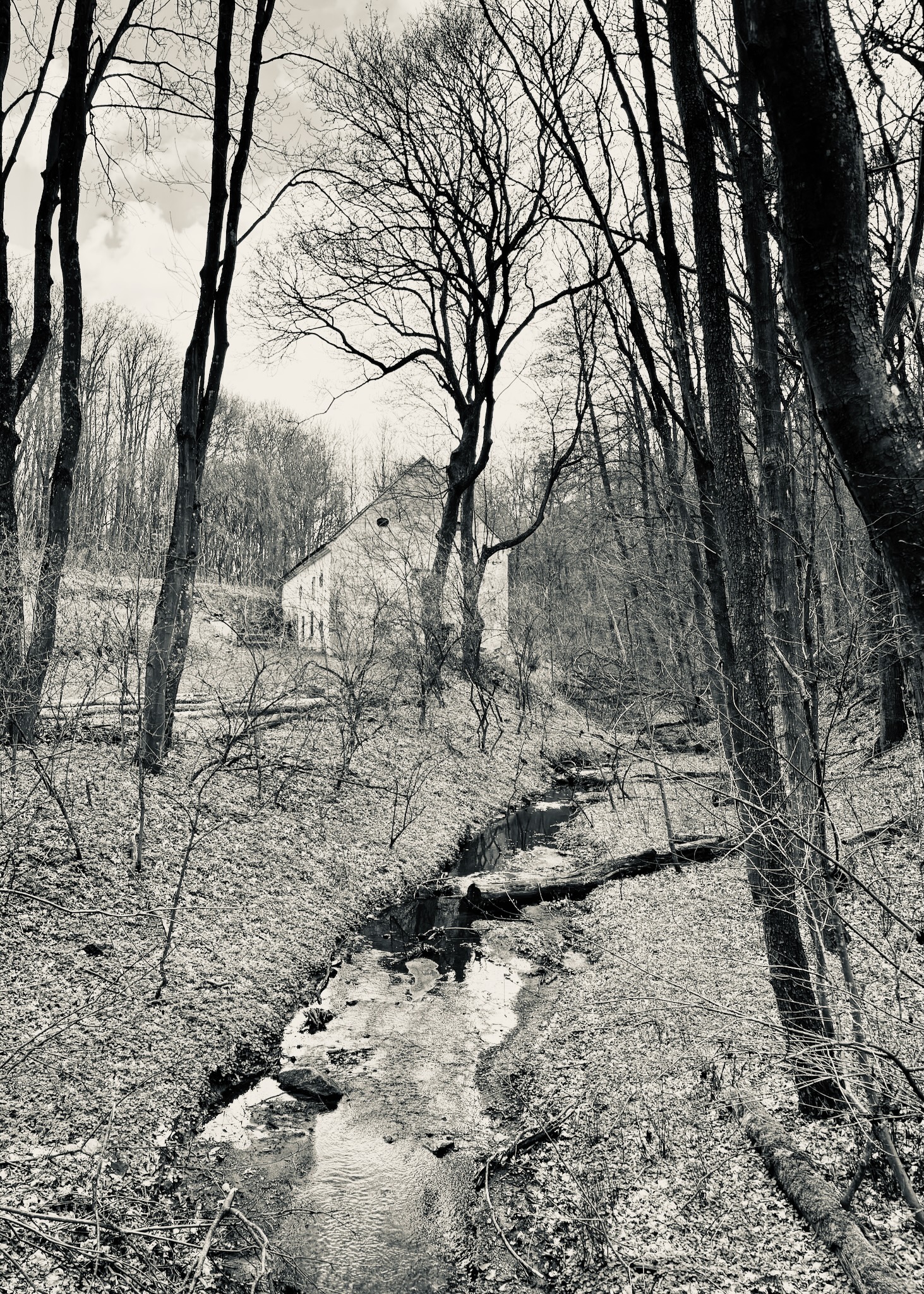 A woodland stream with fallen logs, black and white