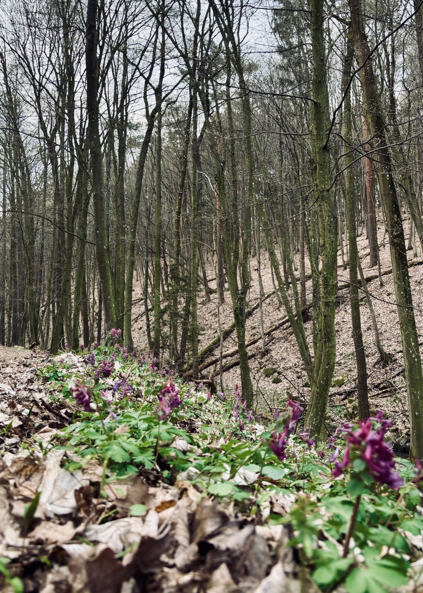 Purple corydalis flowering on a wooded slope