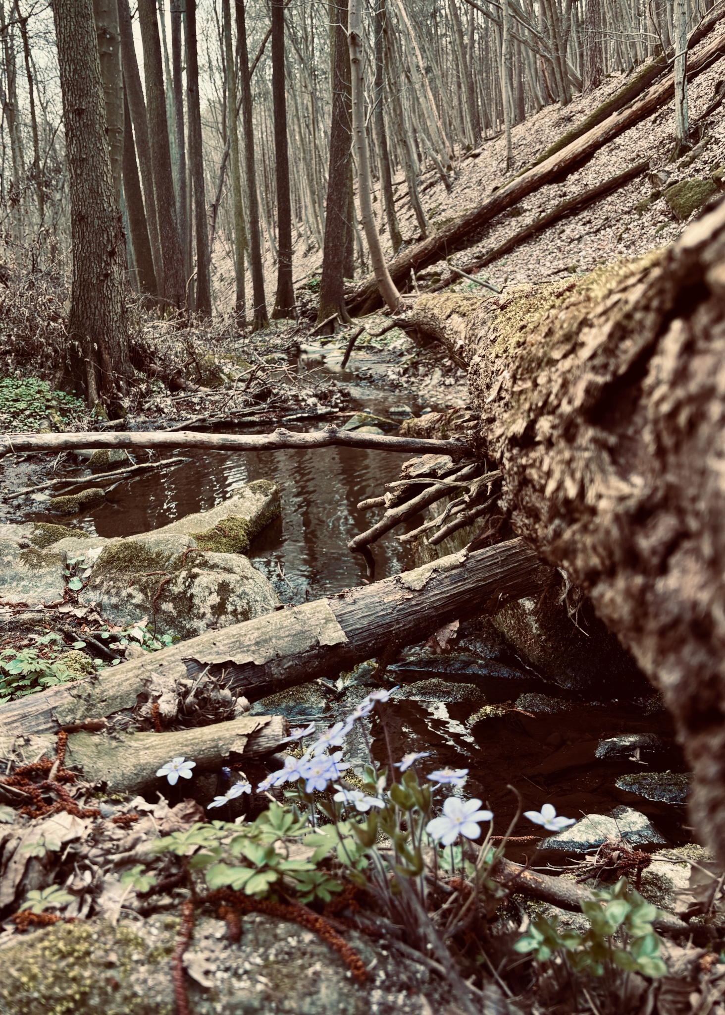 A woodland stream and the first white spring flowers