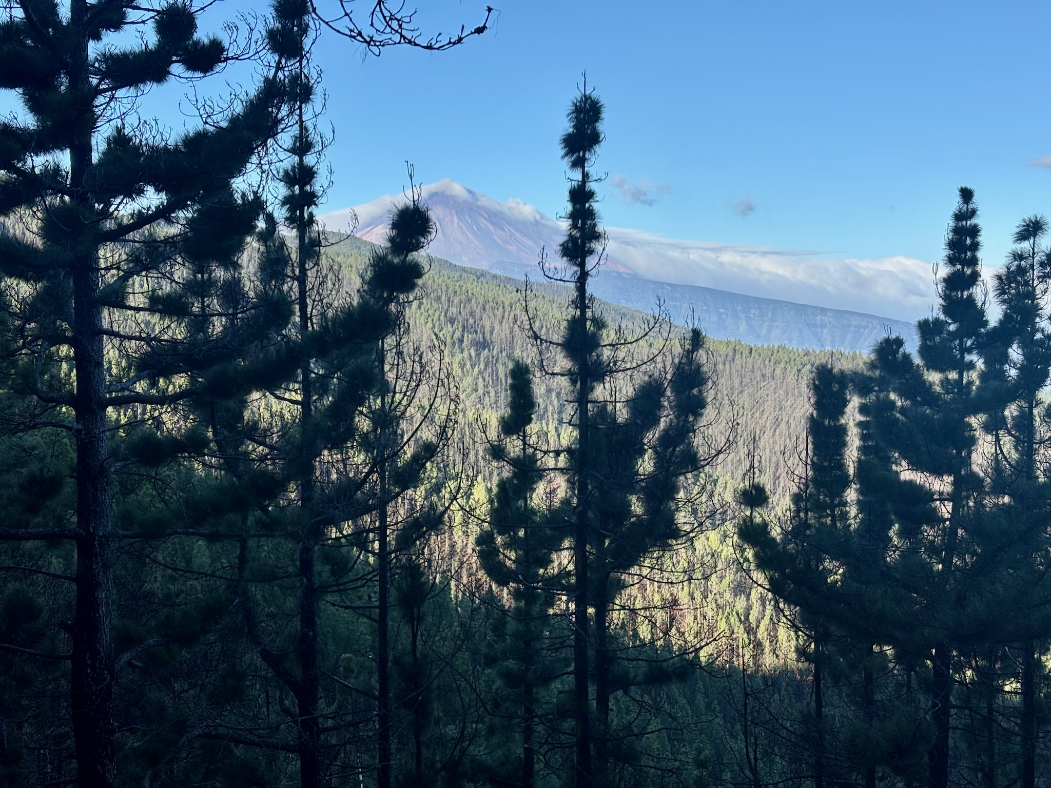Mount Teide rising above pine forest, cloud around its shoulders