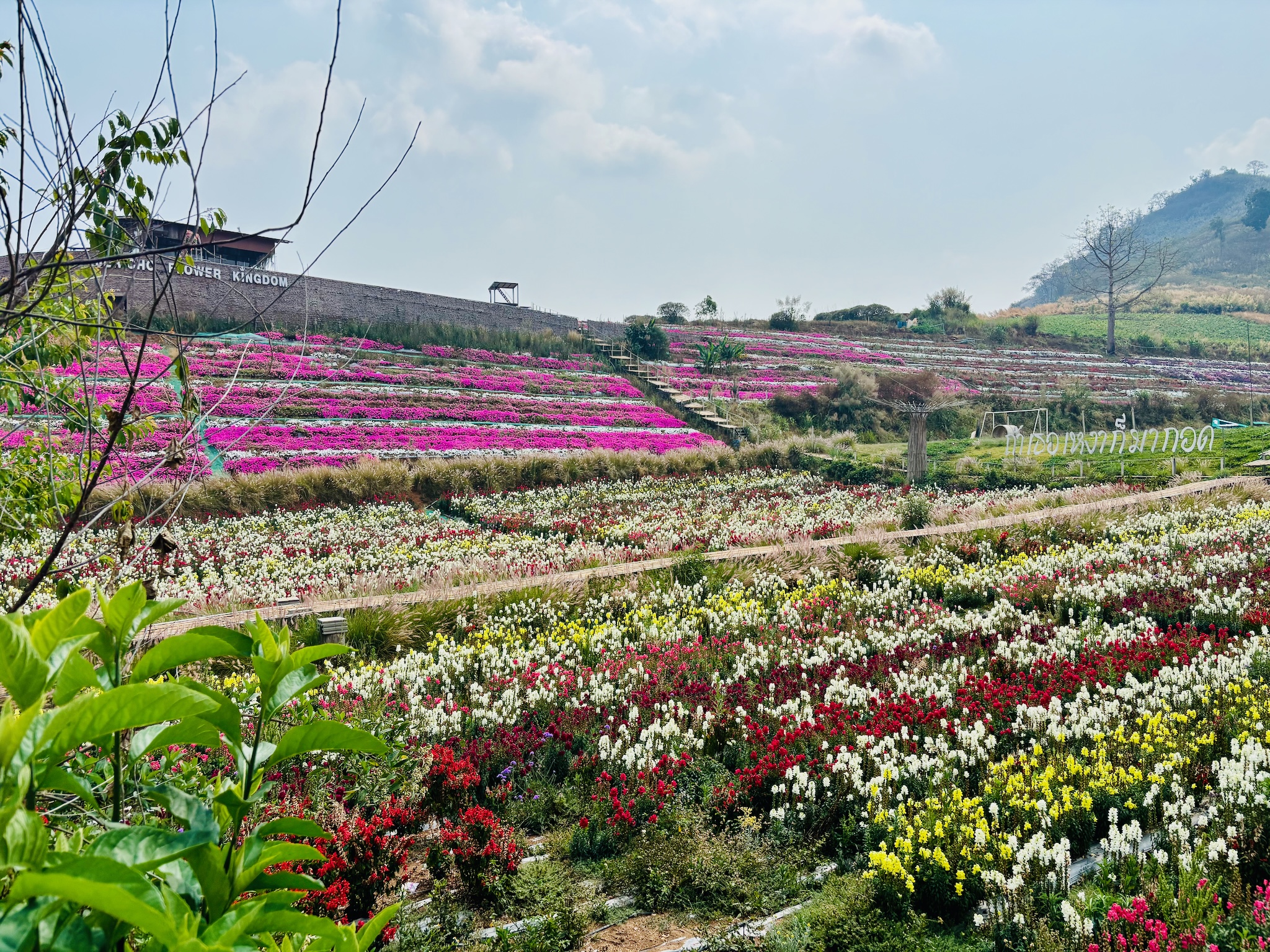 Terraced beds of pink, red, white and yellow flowers on a hillside